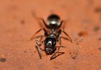 Ant Control Braddon image 3